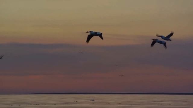 Ярослав Ангелюк - Серебряная птица 1989 смотреть онлайн