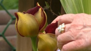 Цветущие орхидеи.