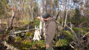 ПОИСК ТАЁЖНОЙ ИЗБУШКИ. ПОХОД В ТАЙГУ С СОБАКОЙ. ИЗБА В ГЛУШИ СЕВЕРНОГО ЛЕСА. Прицел Artelv RDC 1x20