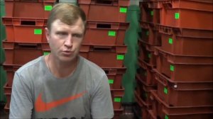 АТ259 Разведение червя Тигретта Наживка для магазинов рыболовных Калифорнийские Ткаченко Андрей