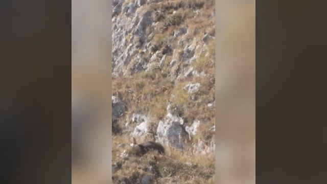 Охота на кавказскую серну в Северной Осетии. Hunting: Caucasian chamois in North Ossetia.