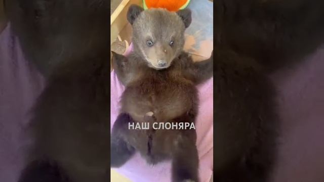 #memes #медведь #слон смотреть онлайн