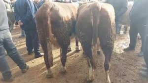 МОЛБОЗОРИ ХОЧИ ШАРИФ КУРГАН ТЕПА НАРХИ ГОВИ ШИРТЕ МОЛИ МАЙДА ноября 2021 г.