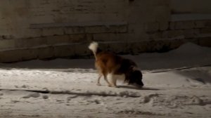 ЧТО ПОСМОТРЕТЬ В КОЛОМНЕ за 2 дня? / Коломна зимой ☃ / Путешествие на Ниве #VLOG