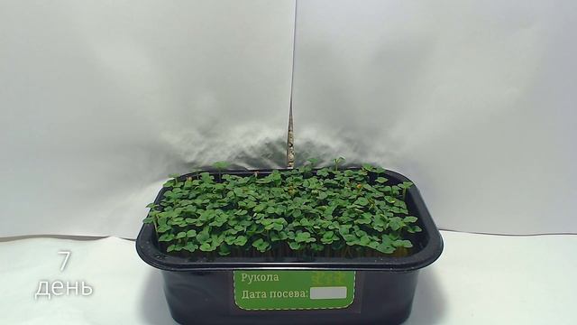 Как растет микрозелень РУКОЛА за 14 дней | ТАЙМЛАПС смотреть онлайн
