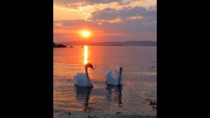 DES COMPAGNONS Michel DELPECH