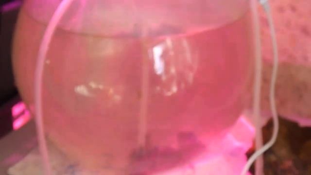 93 Дафния Моина из сухих эфиппий. Опыт дал положительный результат. Видео из архива смотреть онлайн