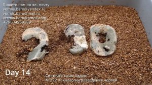 АТ391 300 червей 3 кусочка хлеба съедают за 33 дня в биогумус перерабатывают ат391 #черви черви