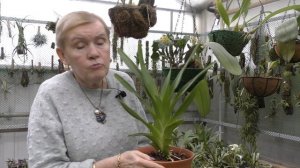 Хантлея (Huntleya)