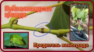 Буйволовидная цикадка-вредитель винограда