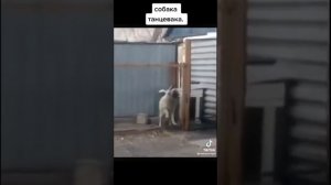 Собака танцевака.