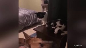 Кошачьи приколы, 8. Вместе мы сила!