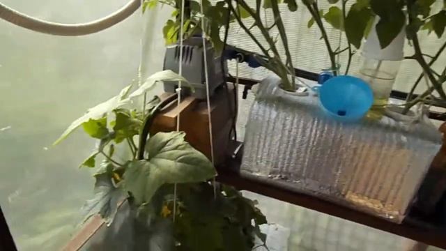 71 Томаты в аквапотах (на гидропонике) . 22 июля 2020. смотреть онлайн