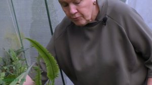 Новинки папоротников. Часть 2 (Drynaria,Polystichum,Lecanopteris)