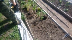 Посадка томатов пасынками в открытый грунт.Миф или реальность