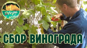 Сбор винограда