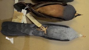 The Choiseul Pigeon, Microgoura meeki.mov