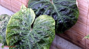 Филодендроны (часть 3) лианы.