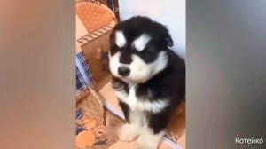 Кошки и собаки, 3. Такие все серьёзные..;)