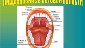 Урок 1 (Пищеварение в ротовой полости)