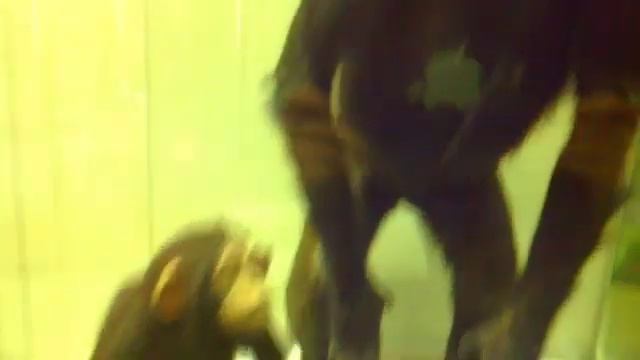 Vlog В Дарвинском музее 2 смотреть онлайн