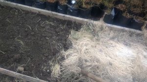 Подготовка почвы весной для томатов,годами проверенный метод