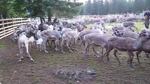 Саамы метят оленей
