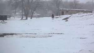 Дархан  ( Жезды)