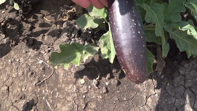 Что не так с урожаем? Анапа. Гостагаевская