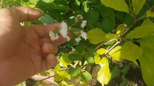 Лагерстремия. Цветовые вариации.