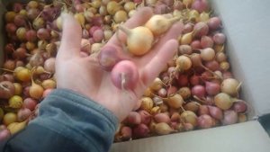 Посадка лука севком под зиму.Как правильно выбрать лук севок на посадку озимого лука.