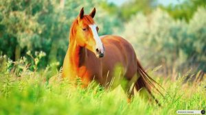 Коран сура Аль-Ахьзаб видео 4к Миншави -Minshawiy