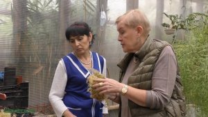 Русселия хвощевидная (Russelia equisetiformis) редкое растение в квартире.