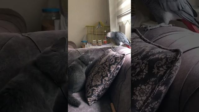 Попугай ругает кота за плохое поведение
