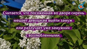 Три причины, почему сирень нельзя сажать во дворе и ставить в спальне