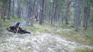 И снова косолапый попался в фотоловушку «Пасвика»