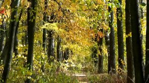 Осенняя прогулка по липовой аллее. Парк в Толмачево. Город Вязники