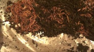 АТ317 Хранение Червей Без холодильника ККЧТ от Ткаченко в новый магазин хозяин Стас