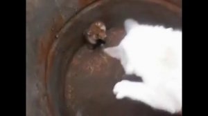 Хомяк нападает на кота )))