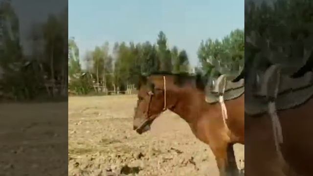 Асака Одил полвонни оти 3 ёш смотреть онлайн