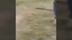 Видео от МЕМЫ