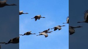 Журавли © Copyright: Бронислав Сычёв, 2023 Свидетельство о публикации №123091001982