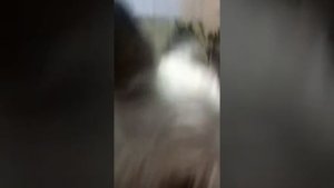 Собачья опера-Соловей