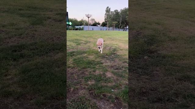 Утренний проминаж ( моцион ) Ульзаны в Анапе. Осенний вояж anzl.ru в Краснодарский край.