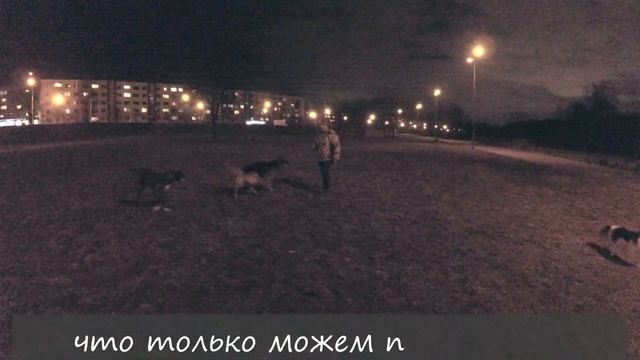 Физические нагрузки собакам. Здоровье собаки.