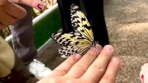 Сад бабочек  Butterfly Garden  Dubai  April 2023