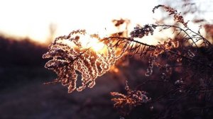 Ave Maria. Franz Schubert. DJINO. Премьера клипа, 2022.