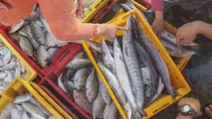 Рыбный рынок в Фантьете