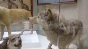 Дарвиновский музей.Пение птиц.Часть 3.