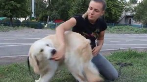 Щенок заигрывается. Как нельзя играть с собакой?